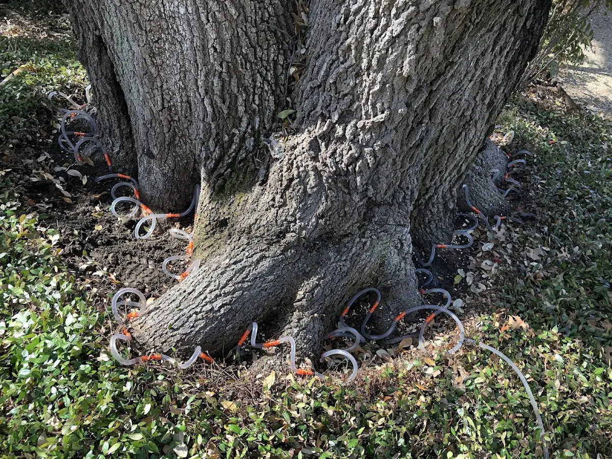 Detailed Tree Cabling and Bracing job site in Dillonvale
