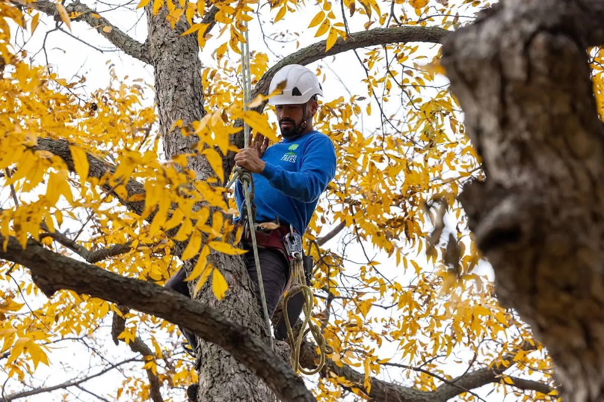 Skilled Tree Trimming crew working in Dillonvale
